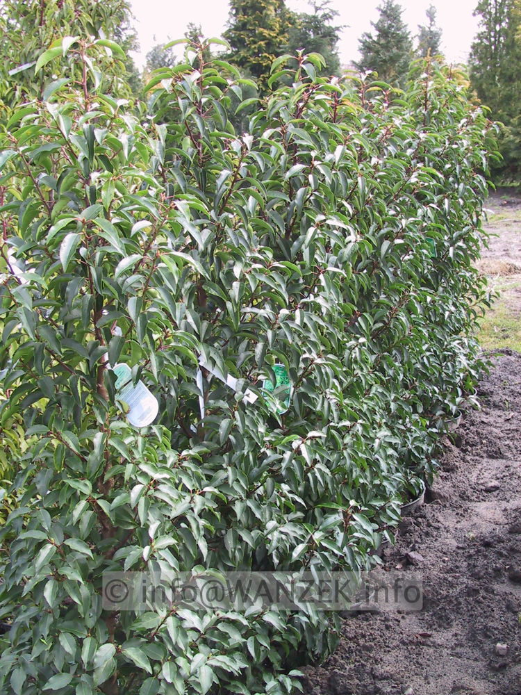 Prunus lusitanica Angustifolia - Hecke 02.JPG